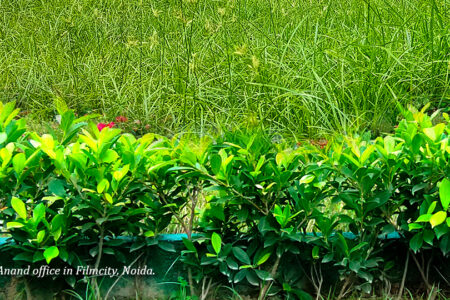 Plant Variety